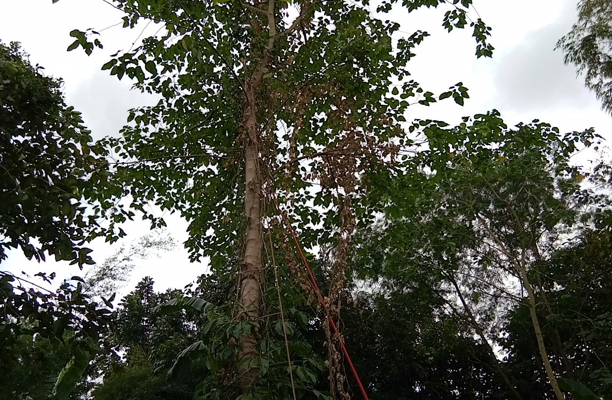 A Paper mulberry tree