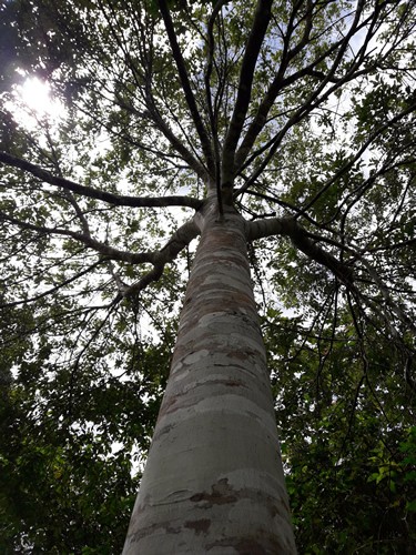 Cinnamon mindaense tree.