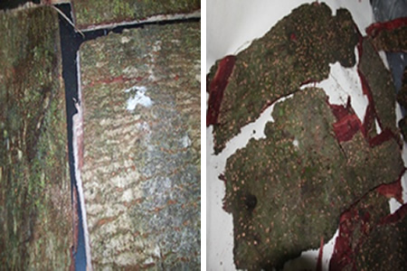 (Left) Bark of Albizia philippinensis. (Right) Bark of Albizia lebbekoides.