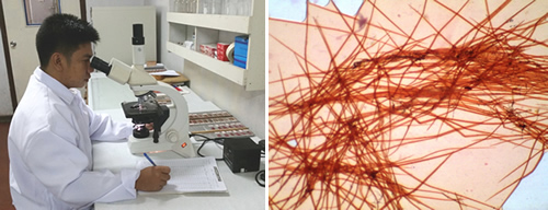 FPRDI’s Emmanuel P. Domingo (left) peers into a microscope to measure the different plant fibers (right).