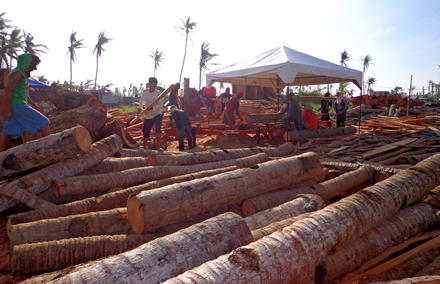 The FPRDI mobile sawmill is used to process these coconut trunks into lumber of various lengths, widths and thicknesses.